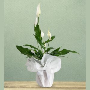  Malatya Çiçek Gönder - Saksı Çiçekleri