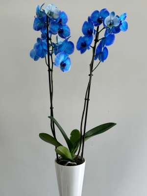  Malatya Çiçek Siparişi - mavi orkide