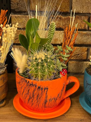  Malatya Çiçek - kaktüs sukulent aranjmanı