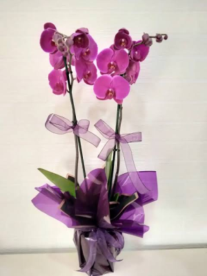  Malatya Çiçek Siparişi - mor orkıde