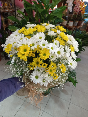 Malatya Çiçekçi - papatya renkli 