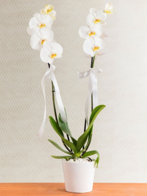  Malatya Çiçek - beyaz orkide