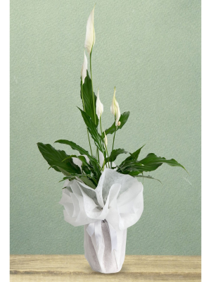  Malatya Çiçek Gönder - spathiphyllum