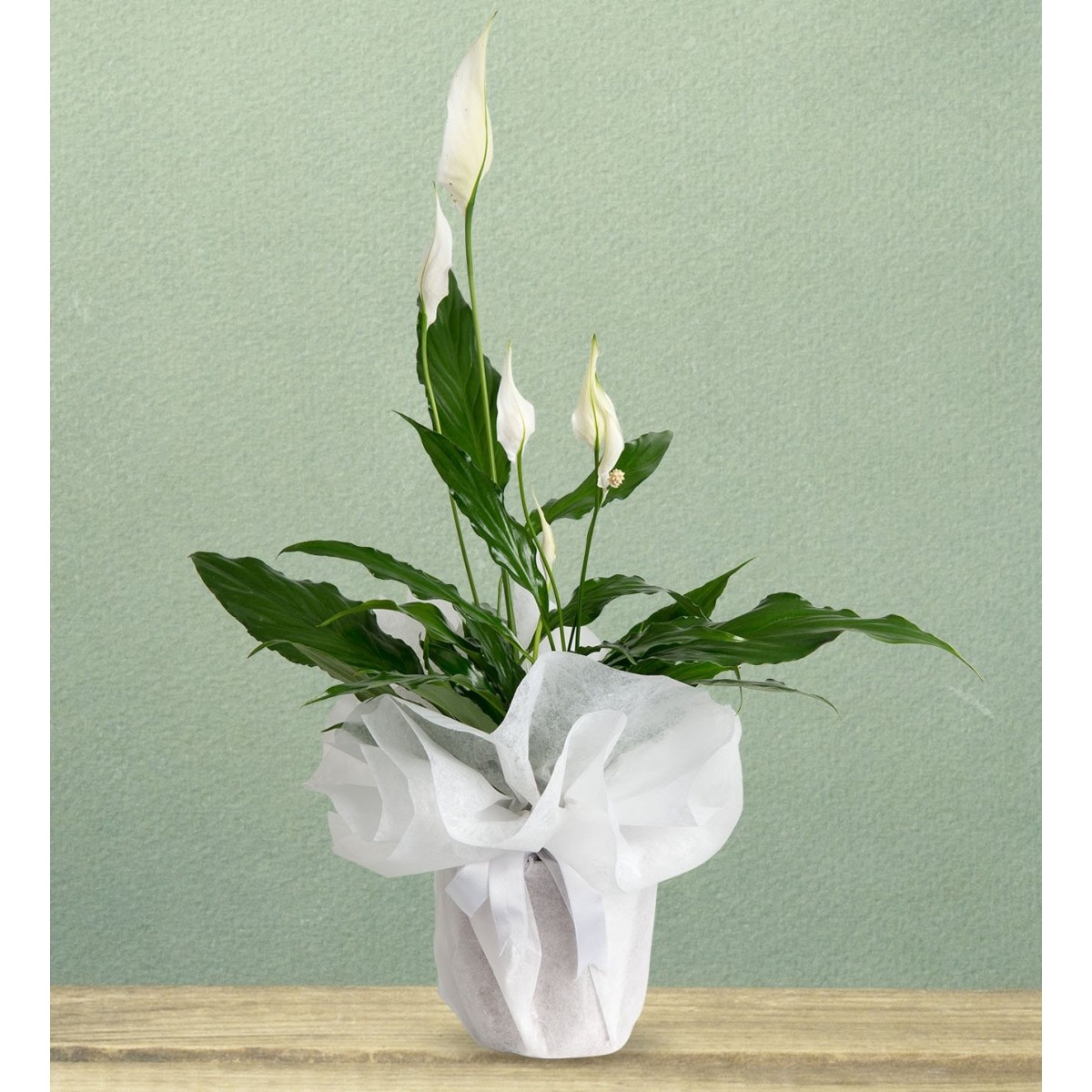 Malatya Çiçek Gönder - spathiphyllum